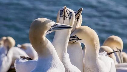 九游娱乐-社交媒体热议：谁是本赛季最耀眼的车手？