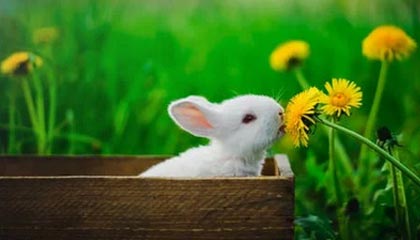 九游APP官网-意大利女子排球队在小组赛中表现出色，意大利排球女神