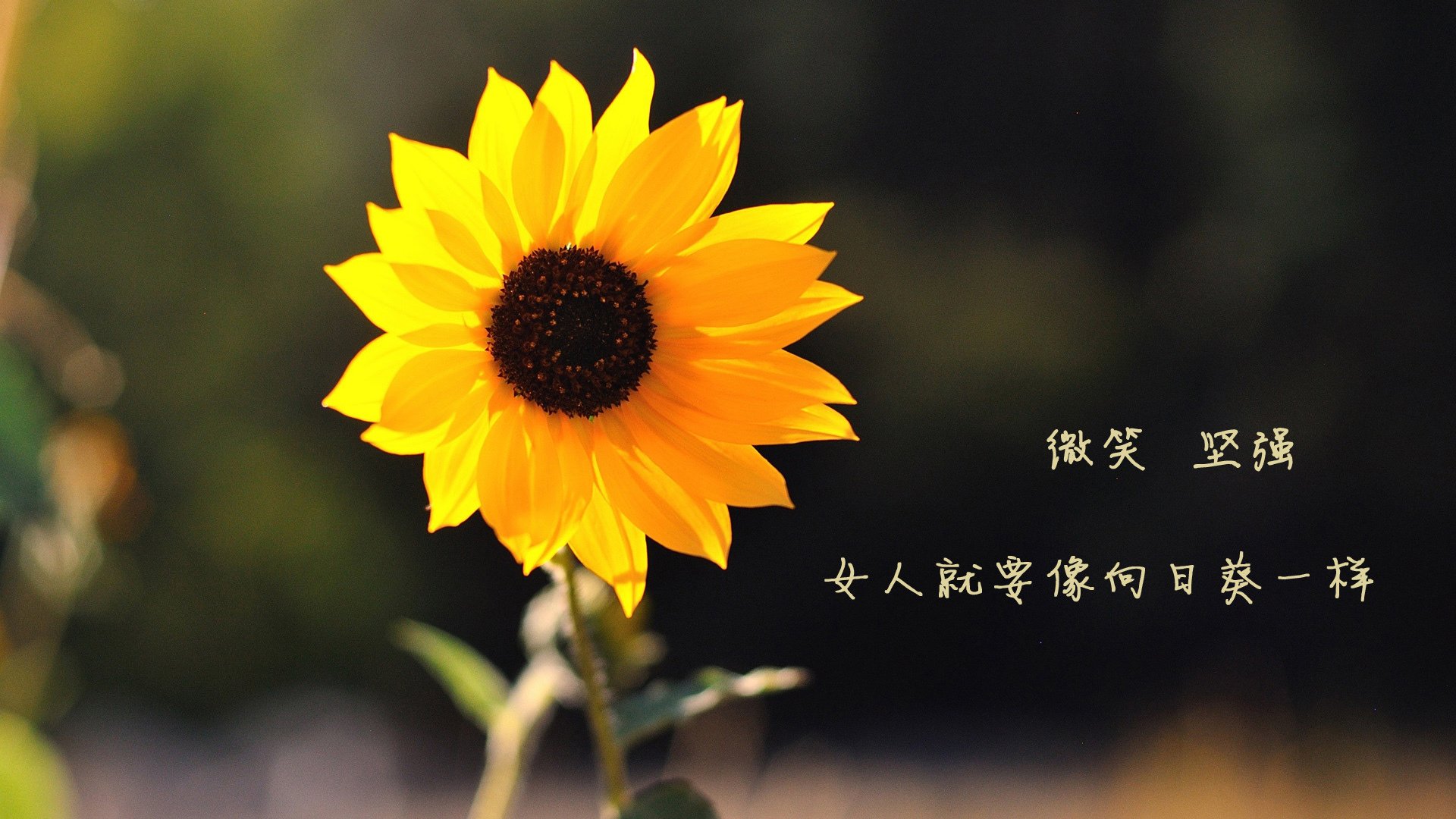 哈萨克斯坦选手实力爆发，轻松取胜，哈萨克斯坦低调