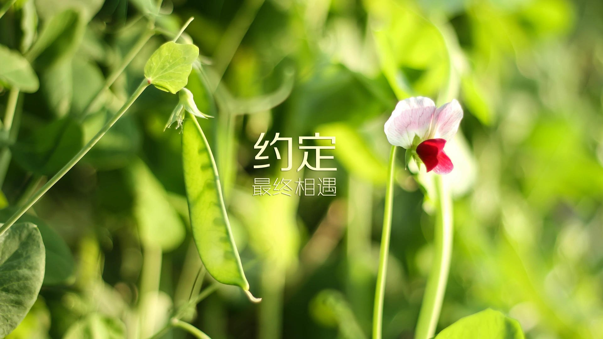 篮球专项技能动作协调性训练研究，篮球运球协调性