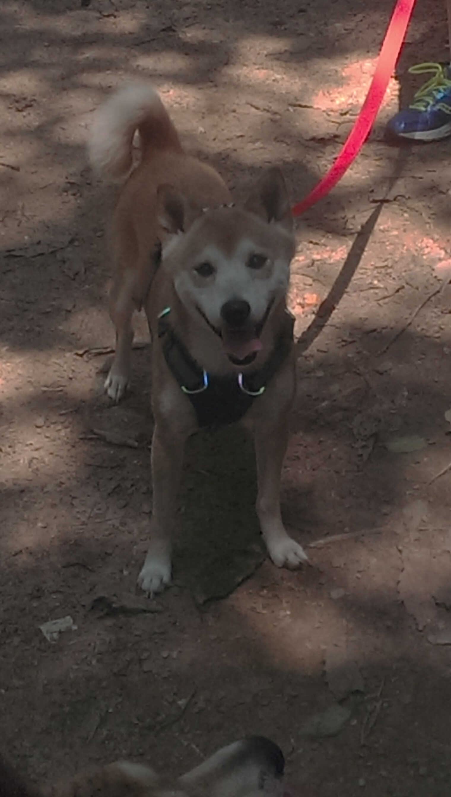 尼斯利用速度打出高效快速反击,尼斯利用速度打出高效快速反击的方法