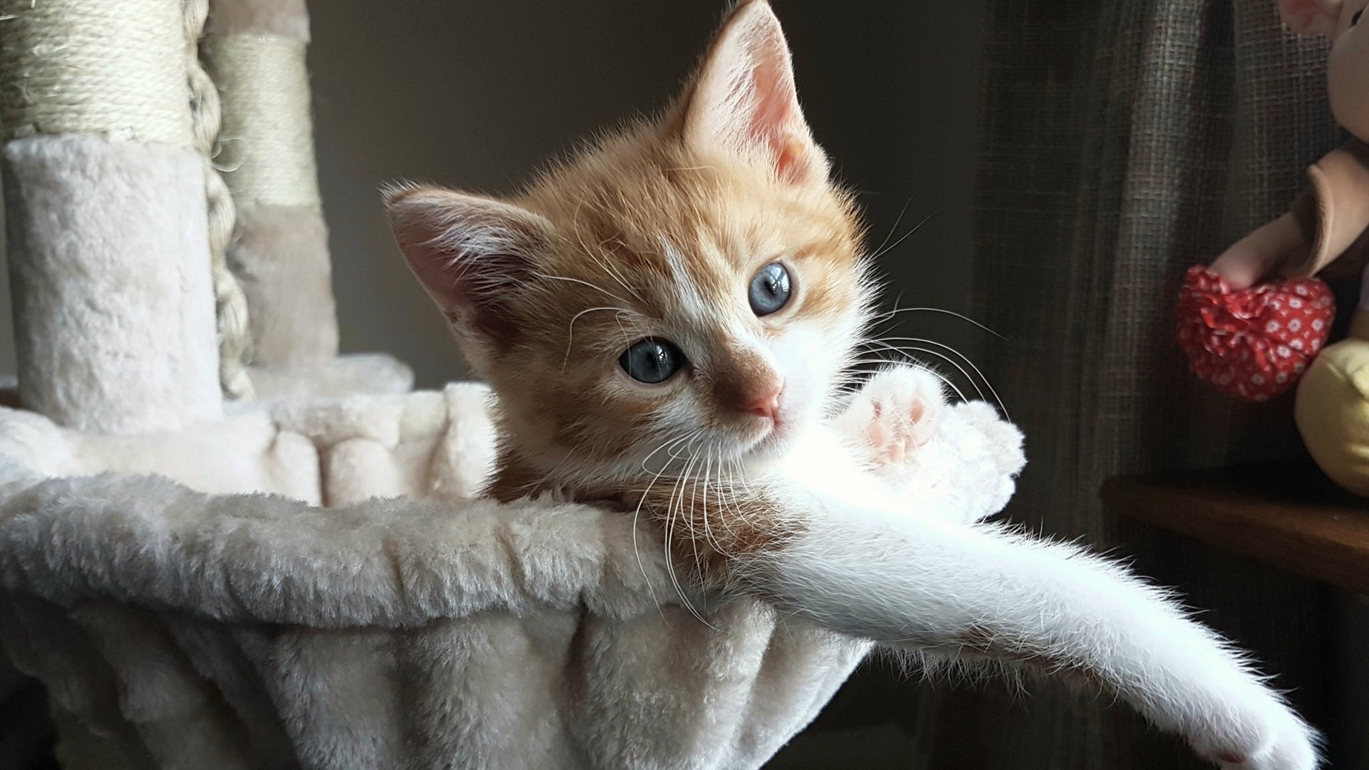 德国队如何在国际乒联混合团体世界杯中突破赛制障碍，德国队乒乓