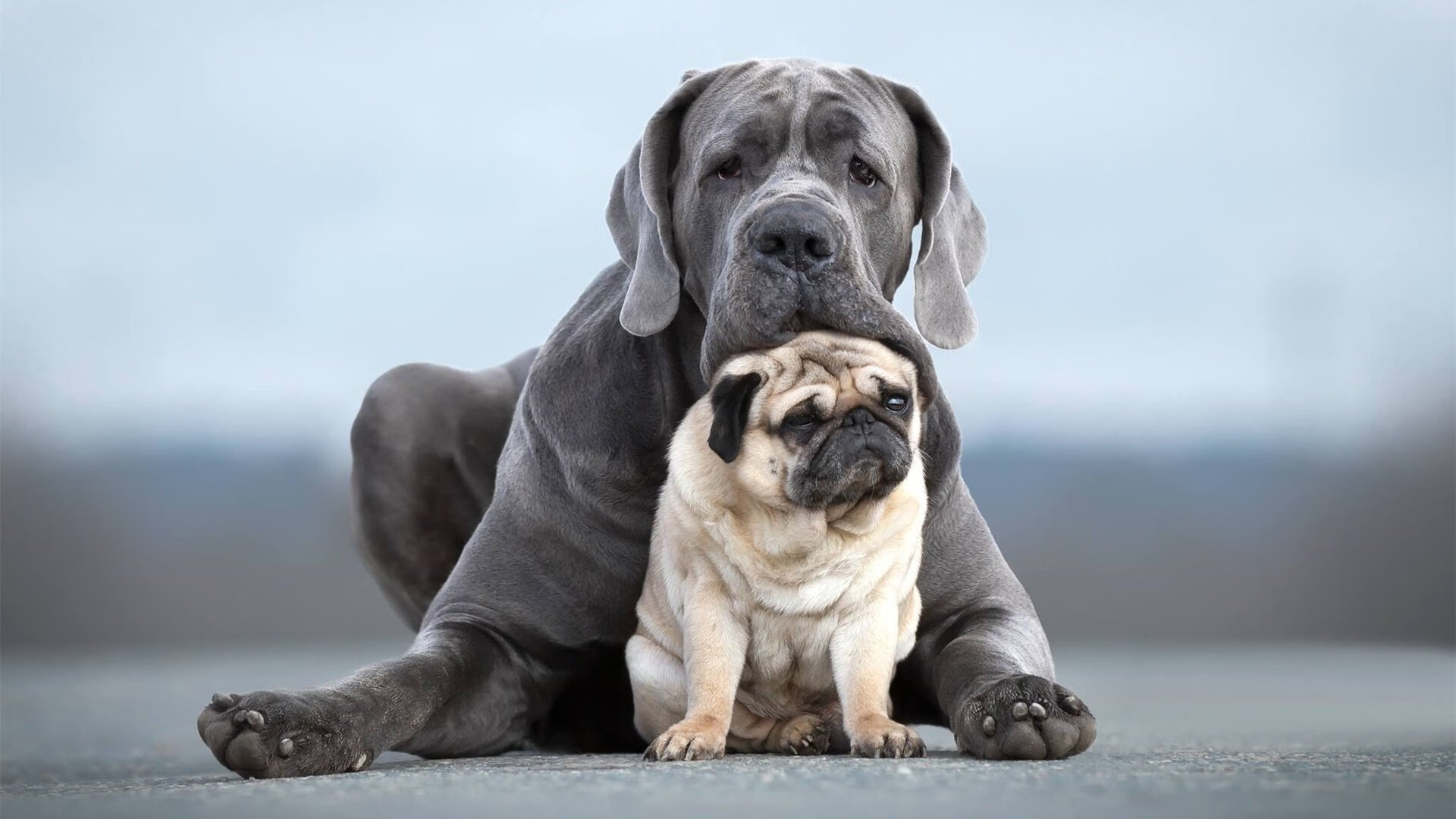 “马科斯·梅特罗:阿根廷美洲狮队的防守核心,未来更具破坏力”