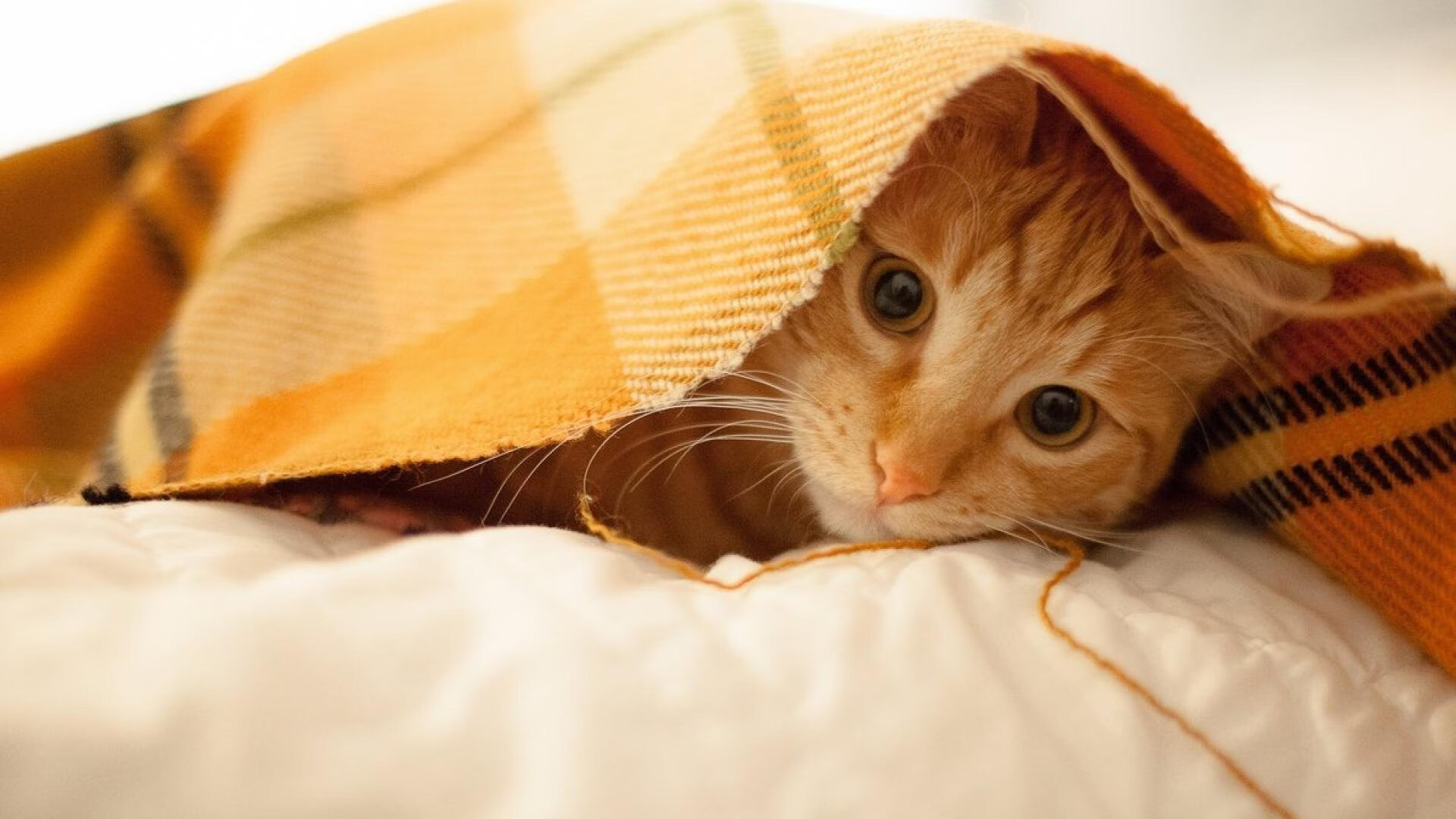 中国女排教练组引进外籍顾问协作,中国女排教练组成员外国人