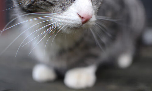 中国足球青训队伍常态化参加社会实践活动,中国足球青训队伍常态化参加社会实践活动