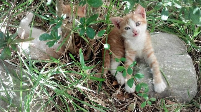 多哥男篮在非洲锦标赛中力争佳绩,强化国家篮球