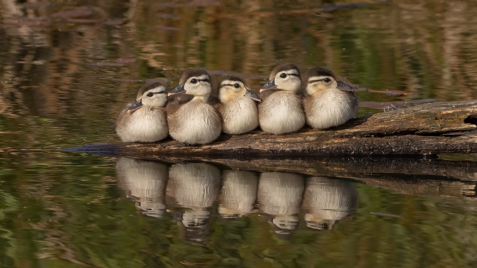 九游网-希腊男篮在欧洲锦标赛中展现强大实力，夺冠之路势不可挡，希腊男蓝