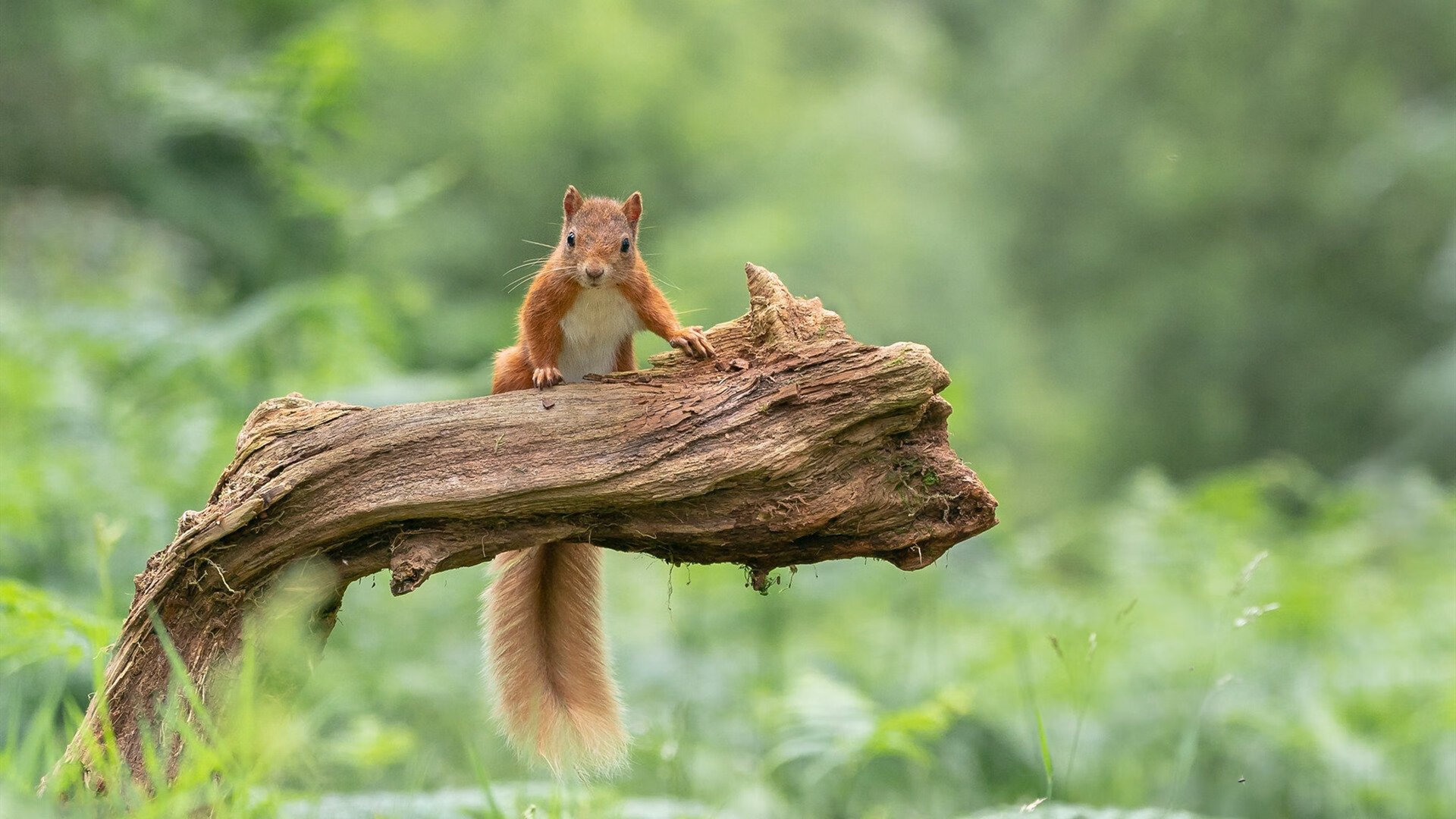 Jiuyou-意甲超级团队：配合默契令人称奇，意甲俱乐部