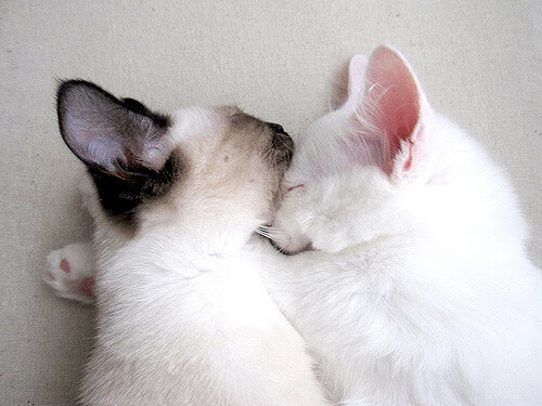 游泳选手节奏控制技术意识显著强化，游泳动作节奏是什么