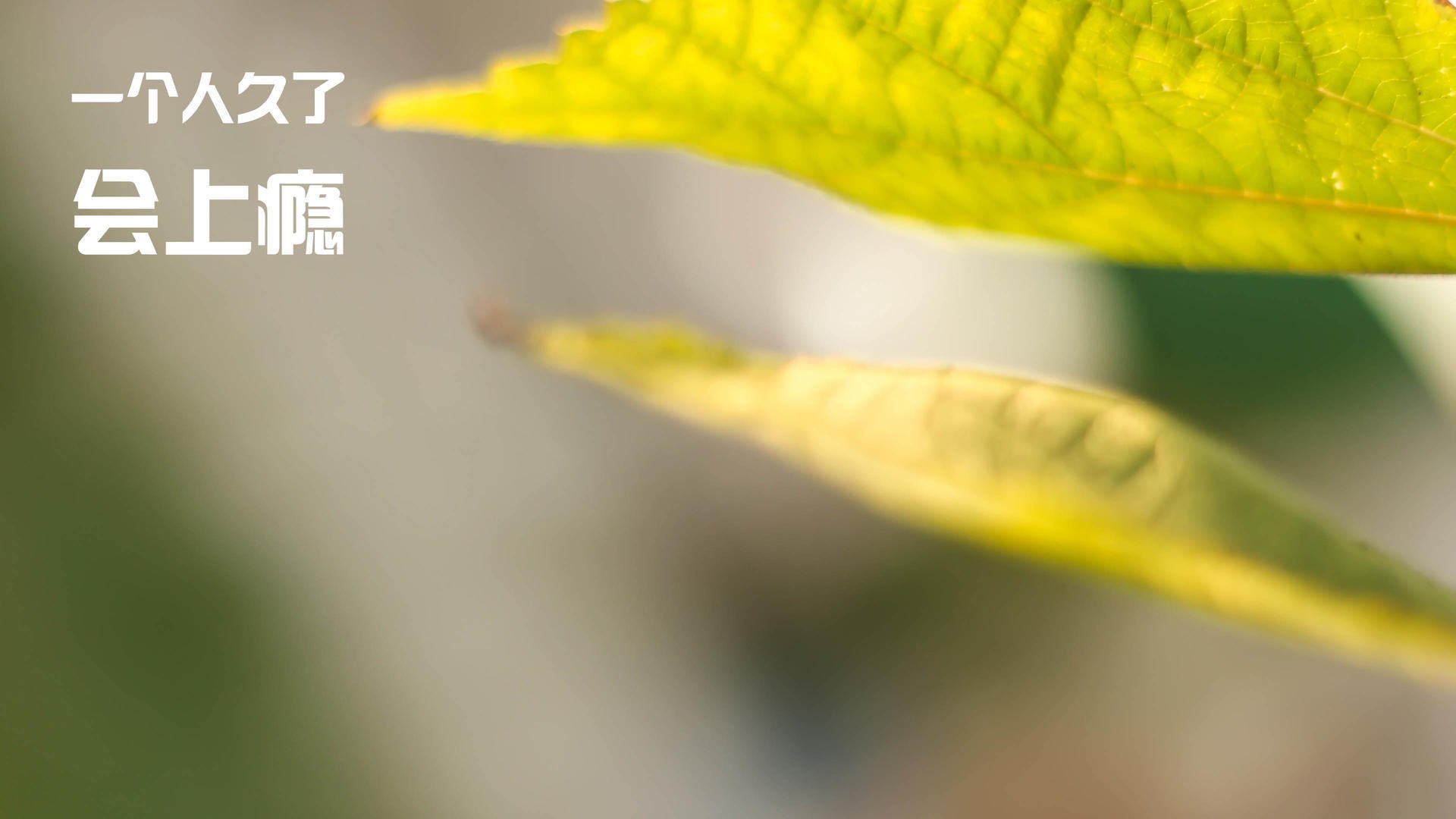 美洲杯明星盛宴:个人能力点燃全场热情,美洲杯足球明星