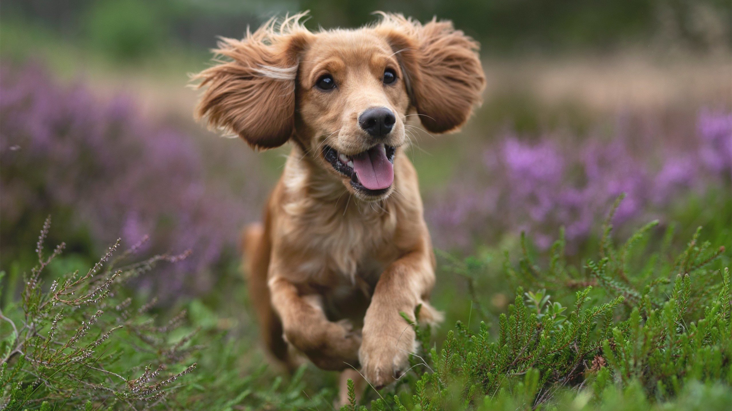 跳水稳健输出比利时锁定奖牌，跳水比分划掉